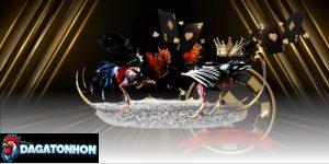 Bí ẩn những chiến kê triệu đô tại Tonhon