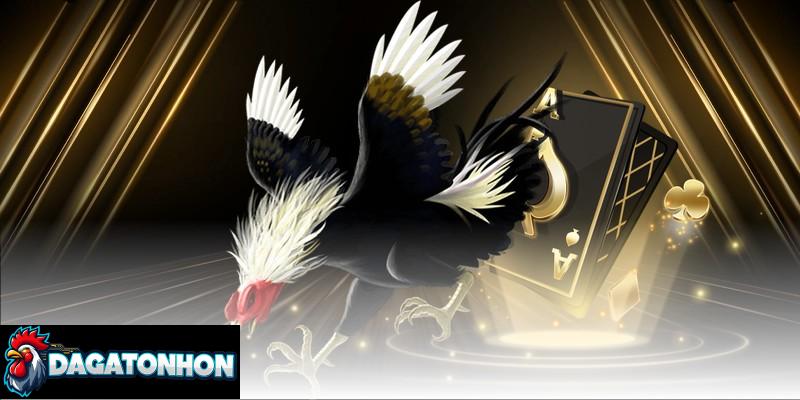 Các lò huấn luyện tạo ra những chiến kê dũng mãnh