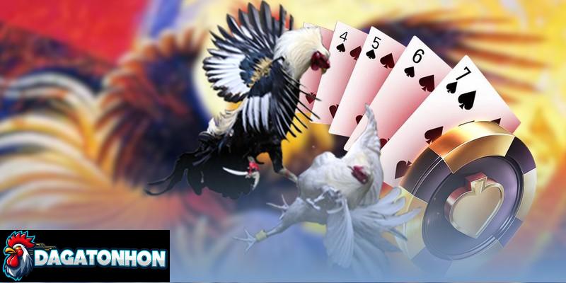 Các quy tắc giúp trọng tài điều khiển trận chọi gà chuẩn xác