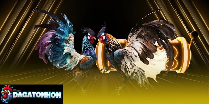 Cần tránh cho gà tập quá nặng khi chưa đủ tuổi hoặc thể lực