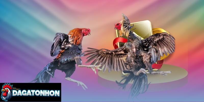 Chiến kê có trọng lượng tốt phụ thuộc vào chế độ nuôi