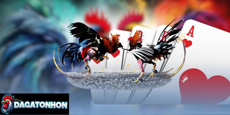 Hình thức thi đấu gà tại Tonhon phong phú, hấp dẫn kê thủ