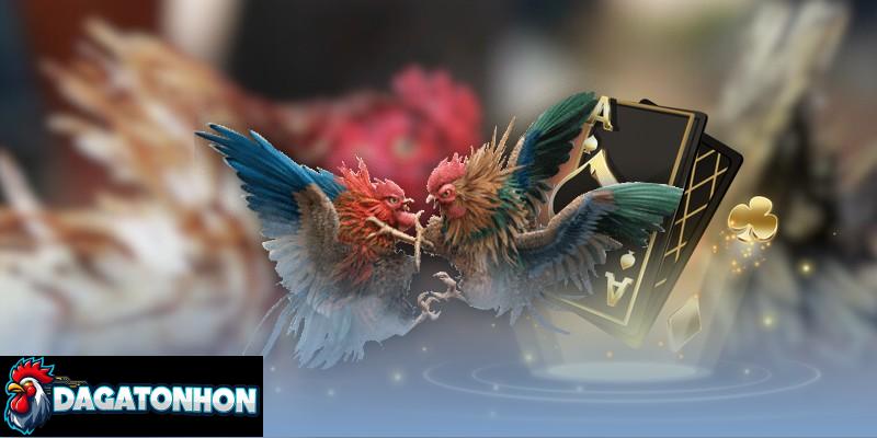 Kiểm tra nguồn thông tin khi phân tích chơi đá gà