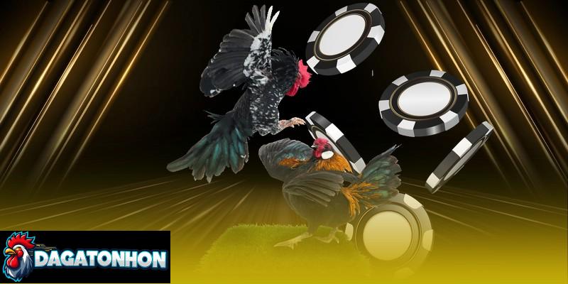 Kinh nghiệm thắng cược đá gà Tonhon hữu ích cho người mới