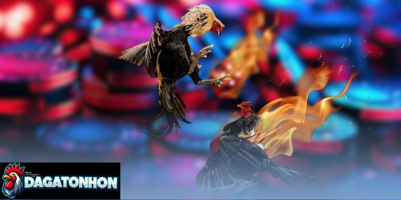 lịch thi đấu đá gà Tonhon