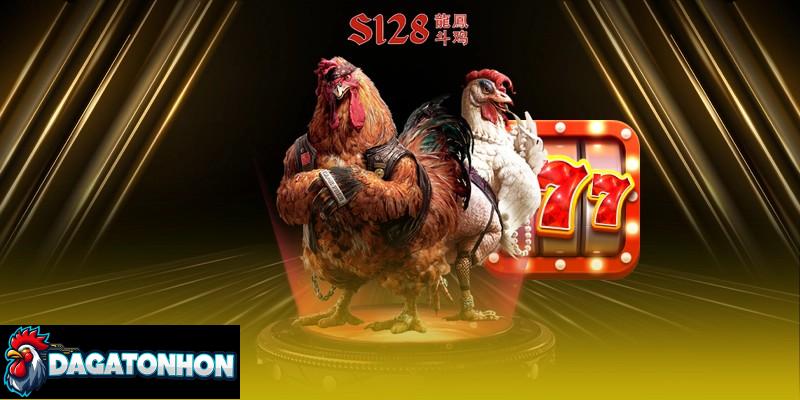 Sai lầm thường gặp khi nuôi gà Tonhon thi đấu, sư kê mới phải biết