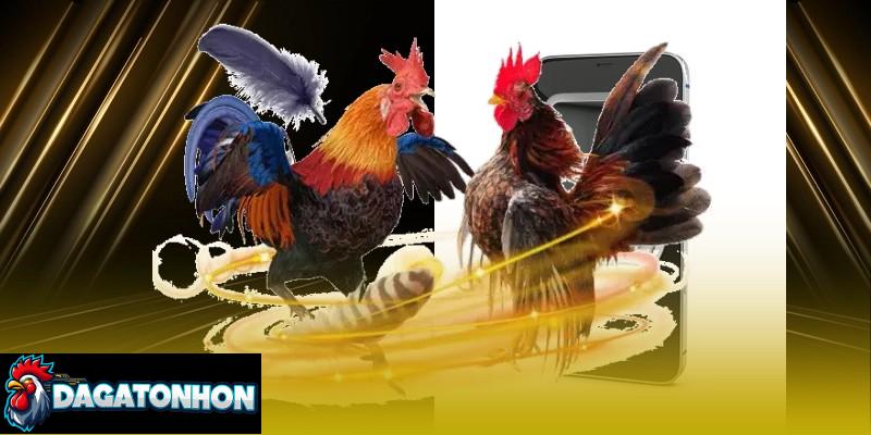 sai lầm thường gặp khi nuôi gà Tonhon thi đấu