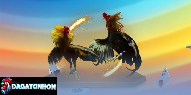 Trọng lượng gà thi đấu chuẩn Tonhon hiểu rõ để chọn chiến kê